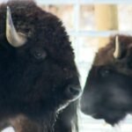 Bison returning to parts of North America
