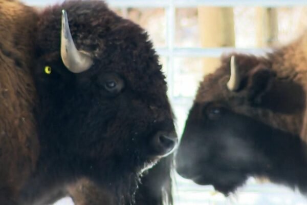 Bison returning to parts of North America