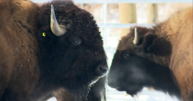 Bison returning to parts of North America