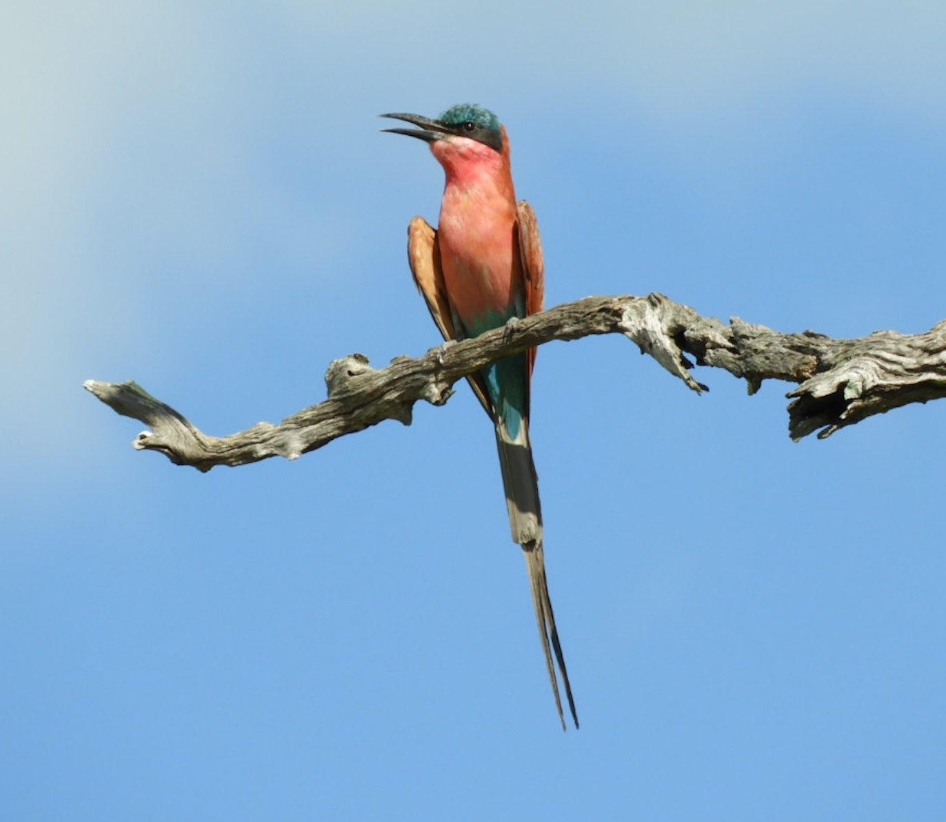 Links 2/14/2026 | naked capitalism