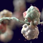 Ribosome Fight Club: How Cells Eliminate Inefficient Ribosomes