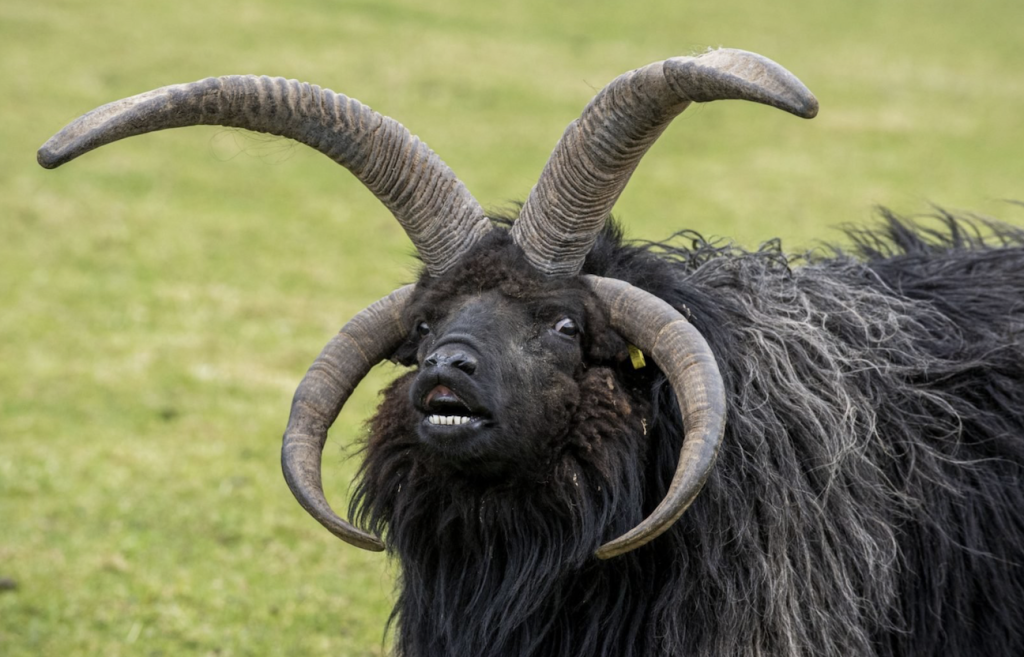 Links 3/12/2026 | naked capitalism