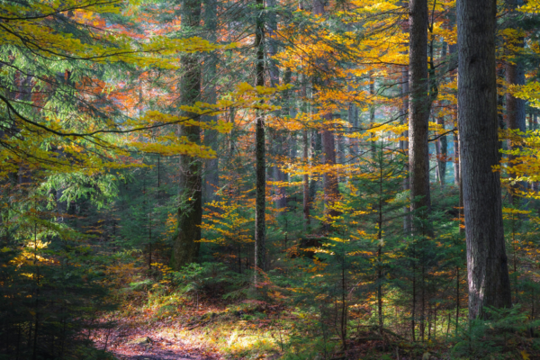 Bernd Heinrich on His Life in the Maine Woods