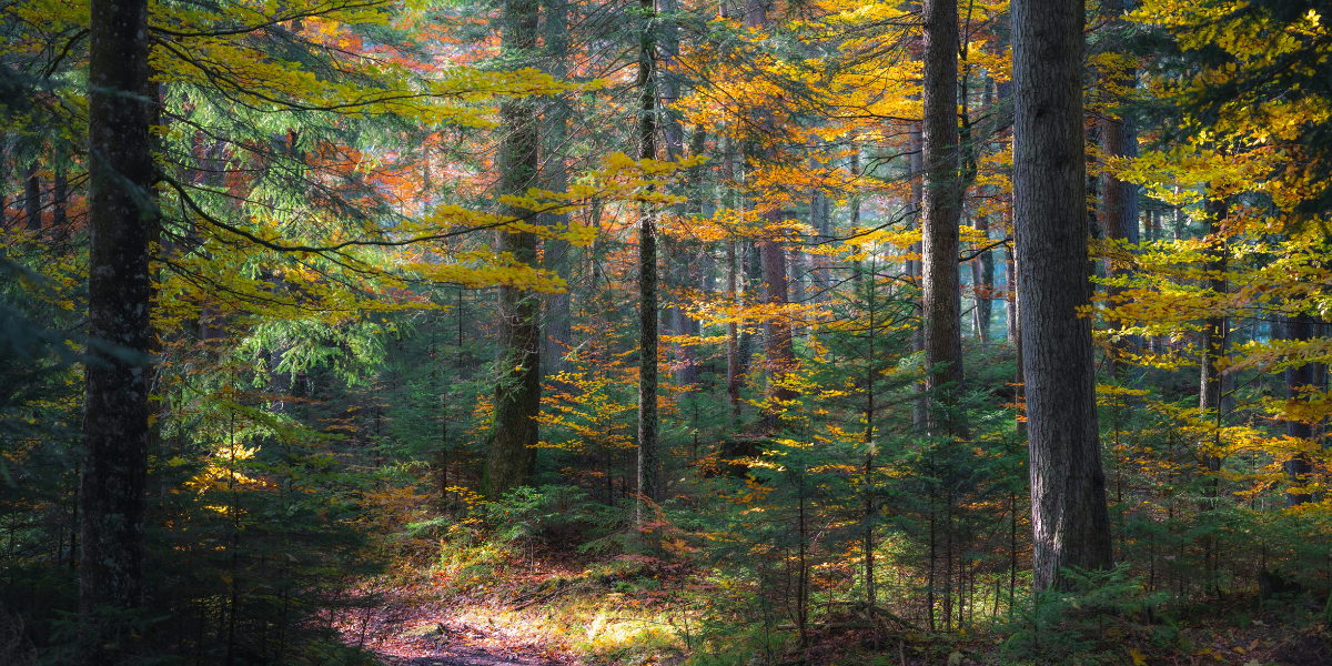 Bernd Heinrich on His Life in the Maine Woods