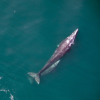 Aerial view of a large whale swimming just below the surface of clear turquoise water, with a smaller whale alongside it, their bodies visible through the sunlit sea.