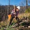 Wildfires are killing California's ancient giants. Can seedlings save sequoia trees?