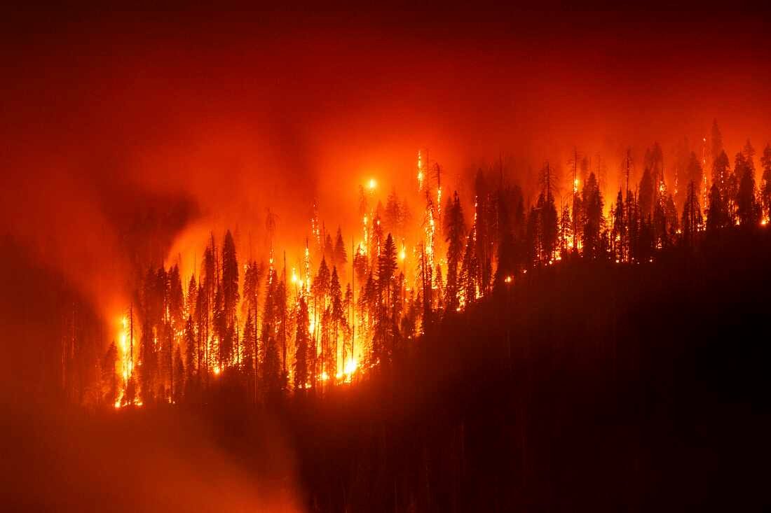 When large amounts of underbrush and dead material accumulate in forests, it fuels more intense fires that carry flames to the tops of older trees, killing them, like in California's 2025 Garnet fire.