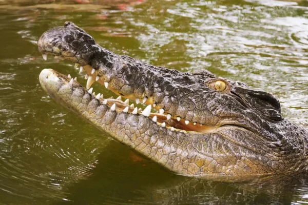 DNA solves 250-year-old mystery of the Seychelles’ lost crocodiles