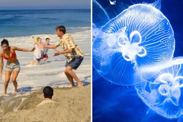 Pop-culture debunked: 'Friends' lied to you about urinating on jellyfish stings