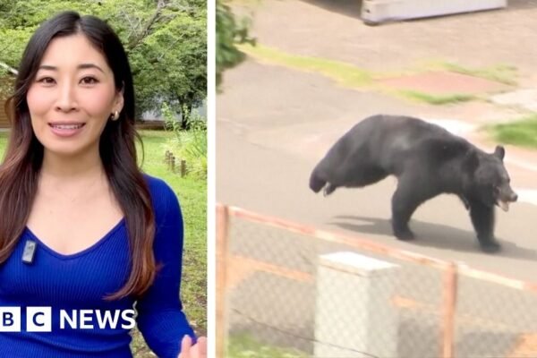 'Extremely intelligent' bear on the run in Japan after injuring four people