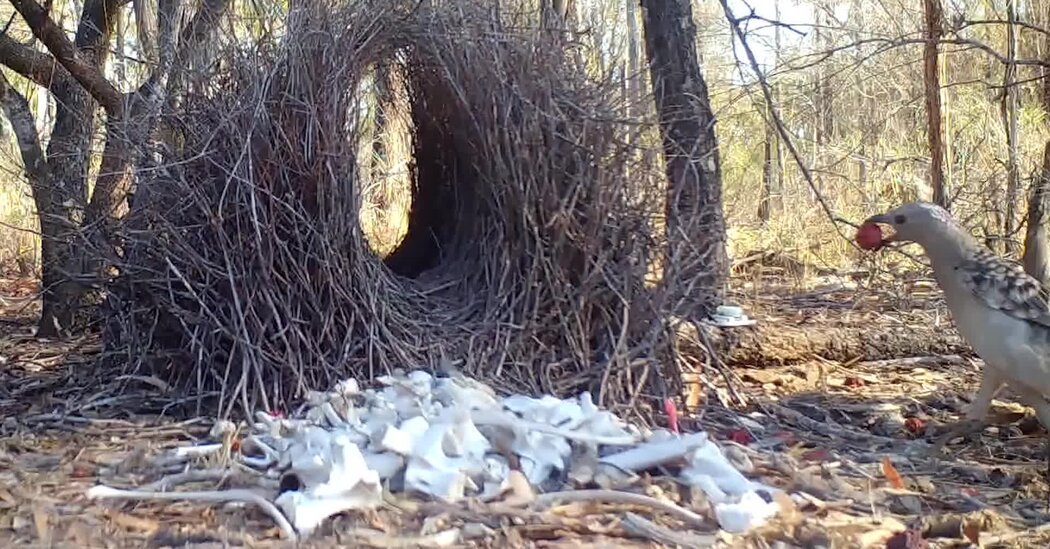 Bowerbirds Are Stealing Cash, Plastic and Handcuffs for Love