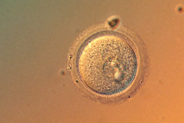 In a First, Scientists Precisely Edit Human Embryo Genes