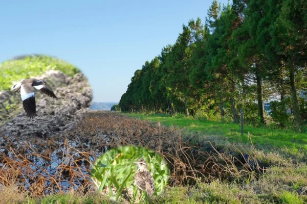 More trees can mean fewer birds, new study reveals