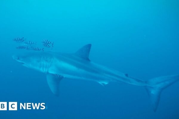 Rare footage captured of Great White shark in Mediterranean Sea