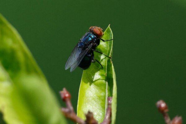 The New World Screwworm Is Back. Here’s What That Means.