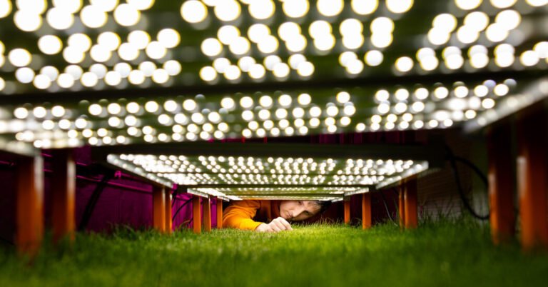 The Scientific Quest for Perfect World Cup Pitch