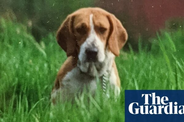 The pet I’ll never forget: Holly, the beagle who chewed her way through my home and into my heart