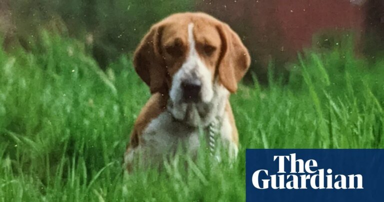 The pet I’ll never forget: Holly, the beagle who chewed her way through my home and into my heart