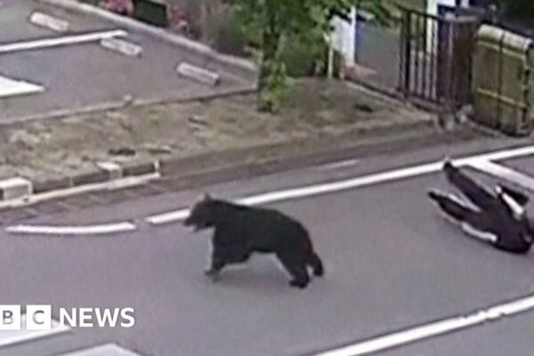 Watch: Man attacked by bear at steel works in Japan