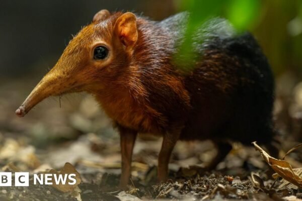 Zoo celebrates birth of second pair of Sengi pups