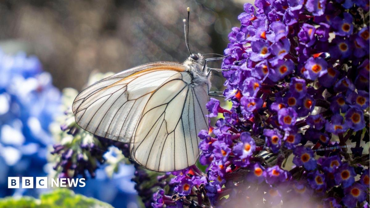 A close-up shot of a butterfly on a leaf