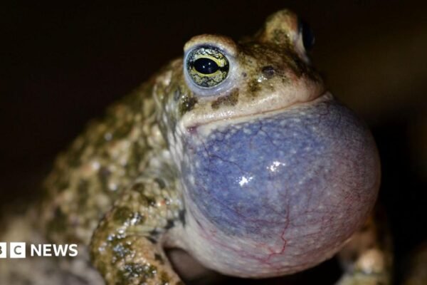Dune project aims to aid rare toads and beetles