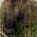 Close up of a hedgehog as it moves through grass