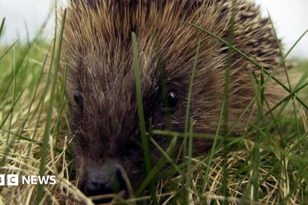 Close up of a hedgehog as it moves through grass