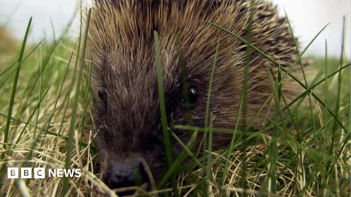 Close up of a hedgehog as it moves through grass