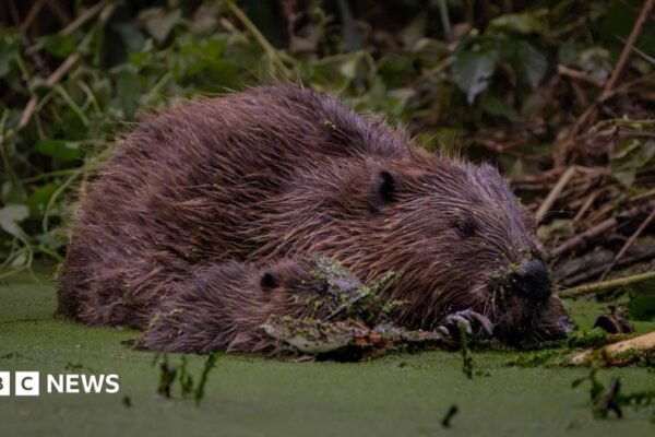 How west London beavers are tackling flooding