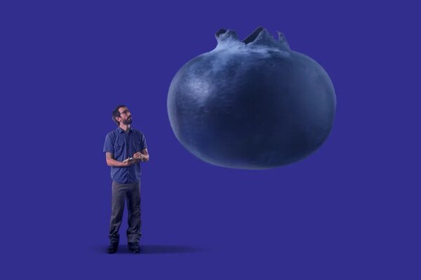 My Maddening Quest to Find Out if Blueberries Come From Farms Where Workers Were Harmed