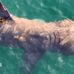 A aerial shot of a large basking shark through green waters on a sunny day. Its fin is above the water.