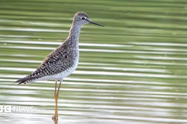 Rare American bird seen in Jersey for first time