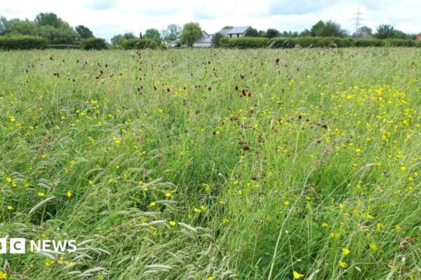 Rare floodplain meadow given to wildlife trust