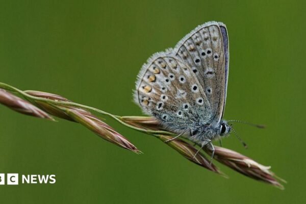 Residents urged to join nationwide butterfly count