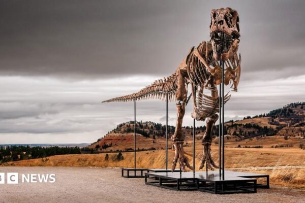 'Gus' the T. rex - an assembled skeleton of a T-Rex dinosaur standing on plinths - stands outside in the Badlands territory of South Dakota on a cloudy grey day against the backdrop of mountains and brown shrubland.