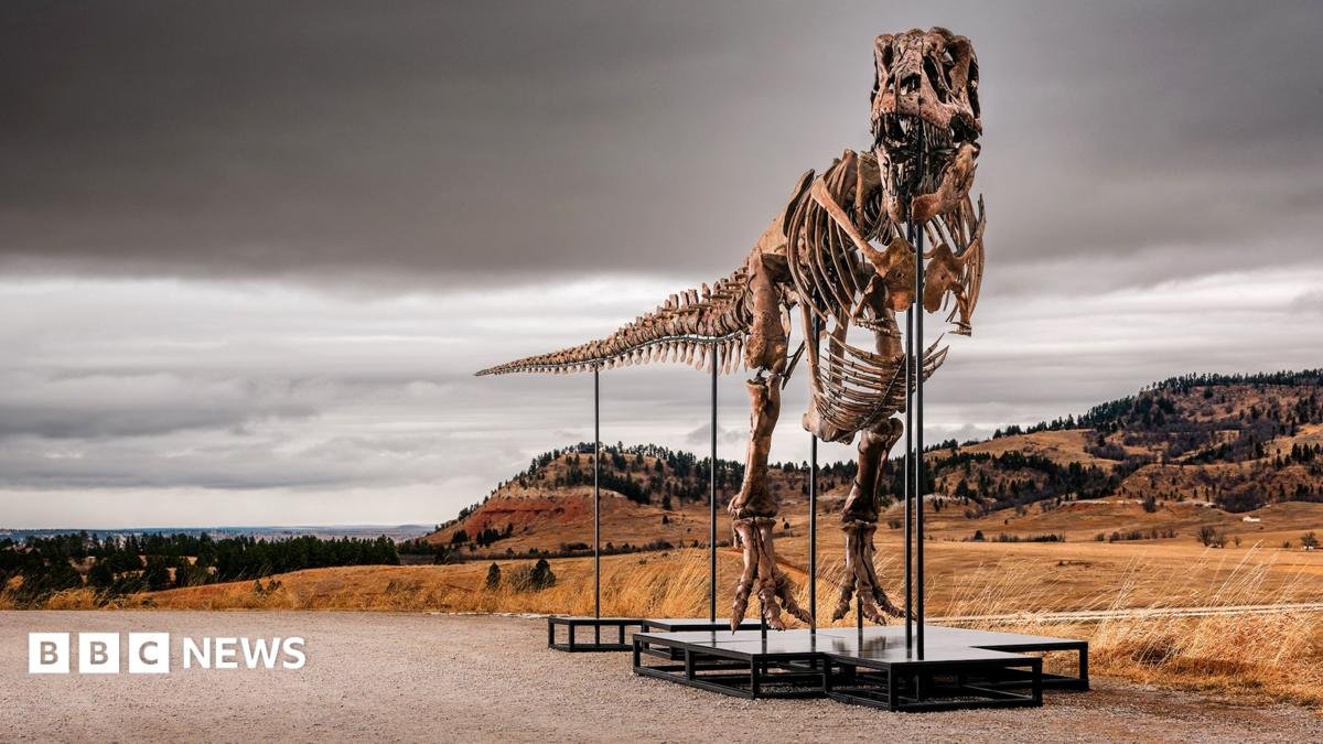 'Gus' the T. rex - an assembled skeleton of a T-Rex dinosaur standing on plinths - stands outside in the Badlands territory of South Dakota on a cloudy grey day against the backdrop of mountains and brown shrubland.