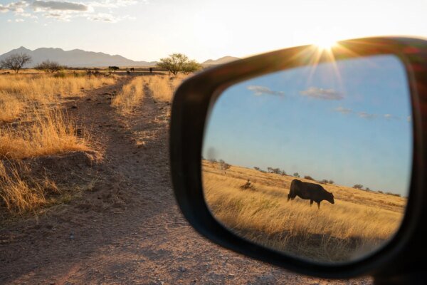 The First Major Overhaul of Public Lands Grazing Regulations in a Generation Looks to Cut Out Public Involvement