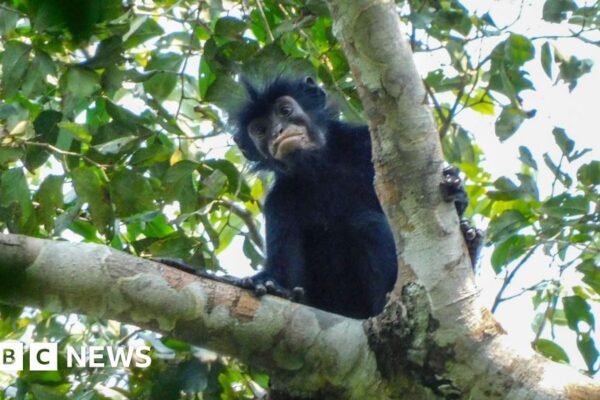 Watch: What we know about newly discovered monkey species