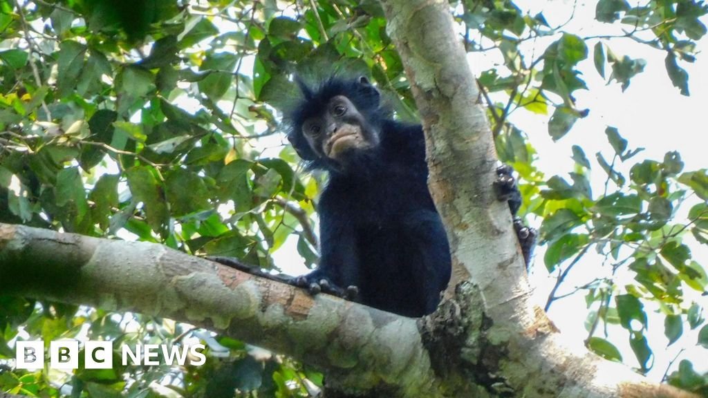 A monkey on the branch of a tree, monkey has black fur and a black face with particularly striking pinkish-orange lips.