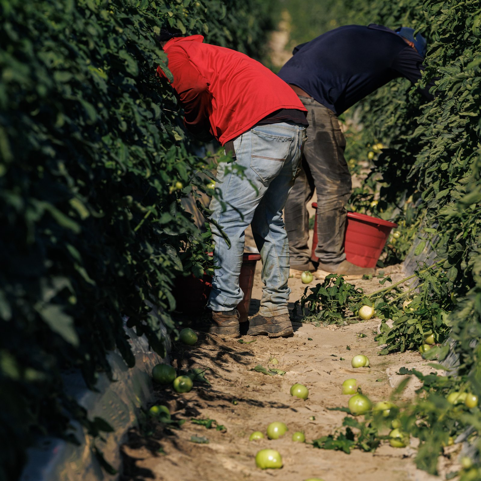 Two farmworkers wear long pants and long sleeves, and bend over a row of tomato plants, with red buckets at their feet. Green tomatoes are scattered on the dirt around them.