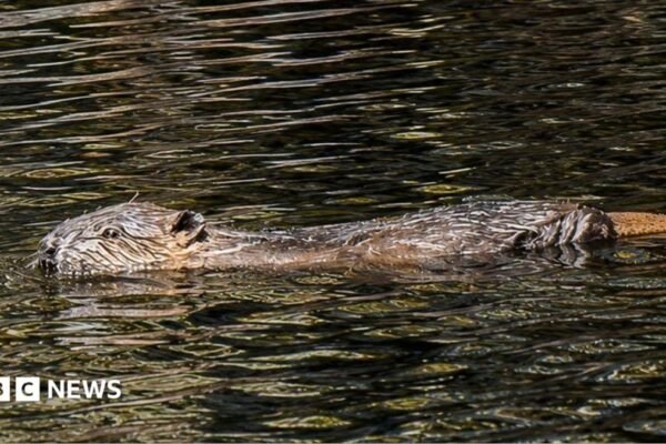 Beaver dams 'helping boost drought resilience'