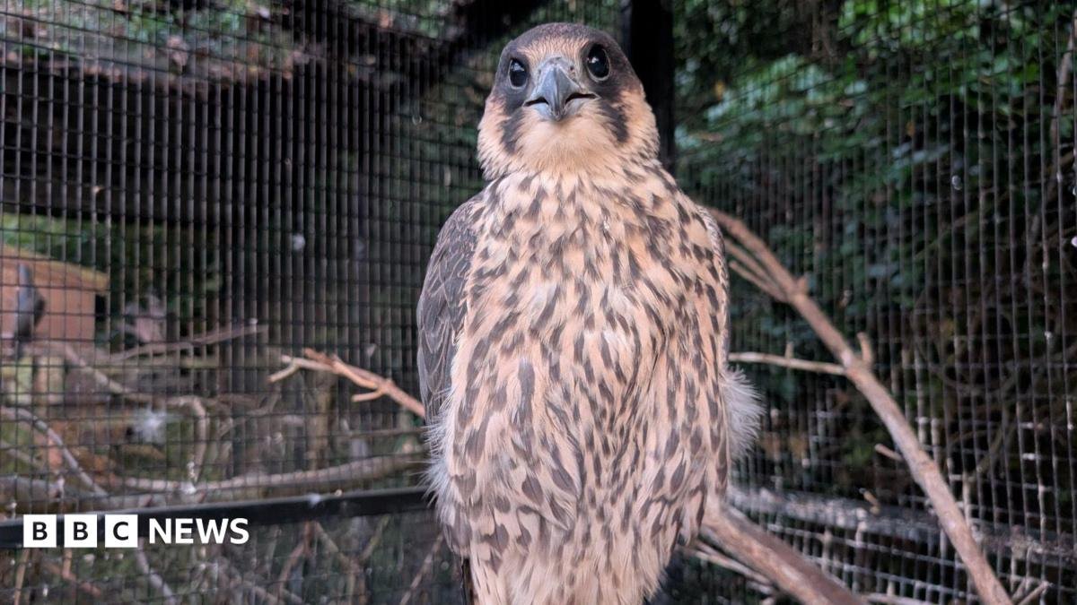 Peregrine falcon sitting on a branch in an aviary