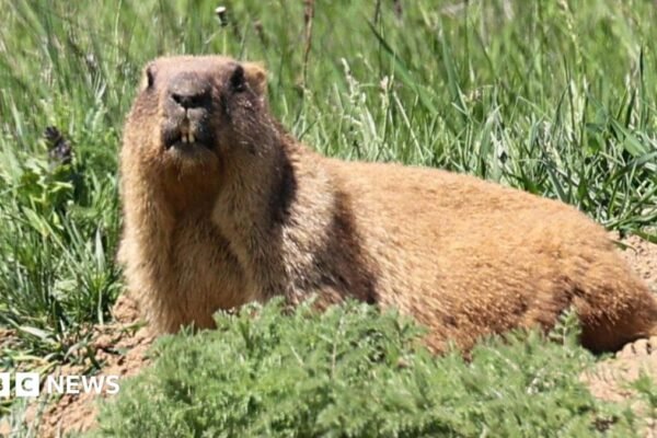 Marmots facing money troubles turn to OnlyFans