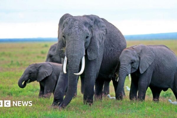 Mysterious elephant deaths in Kenya raise questions around pesticides