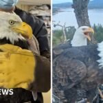 Where is Jackie? Beloved live cam eagle in critical condition
