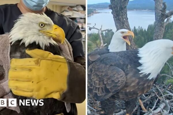Where is Jackie? Beloved live cam eagle in critical condition