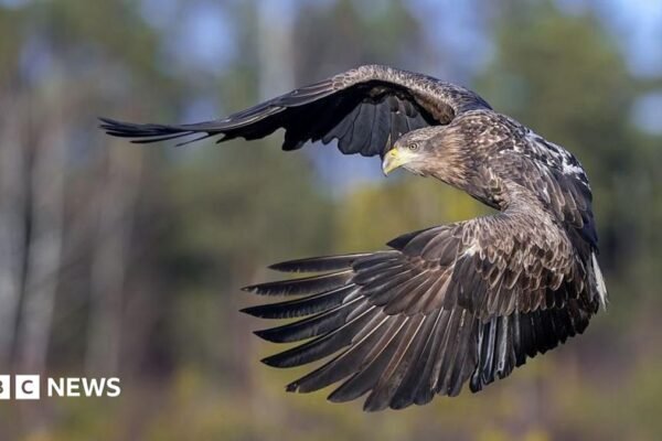 Young white-tailed eagles released on Exmoor