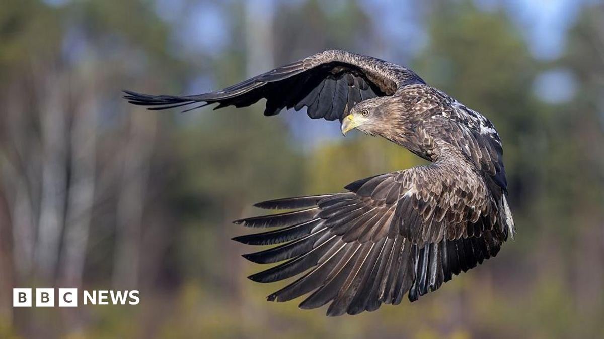 An eagle is standing on a forest floor. It has mostly black feathers but some white ones too. It has a dark hooked beak